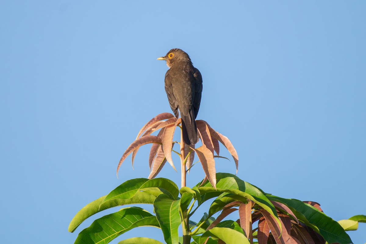 Spectacled Thrush - ML641458384