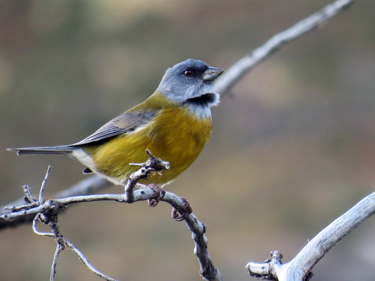 Patagonian Sierra Finch - ML641458424