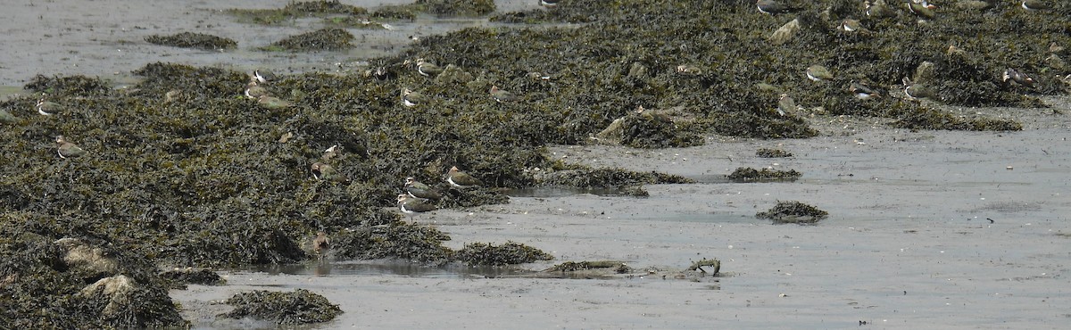 Northern Lapwing - ML641458426