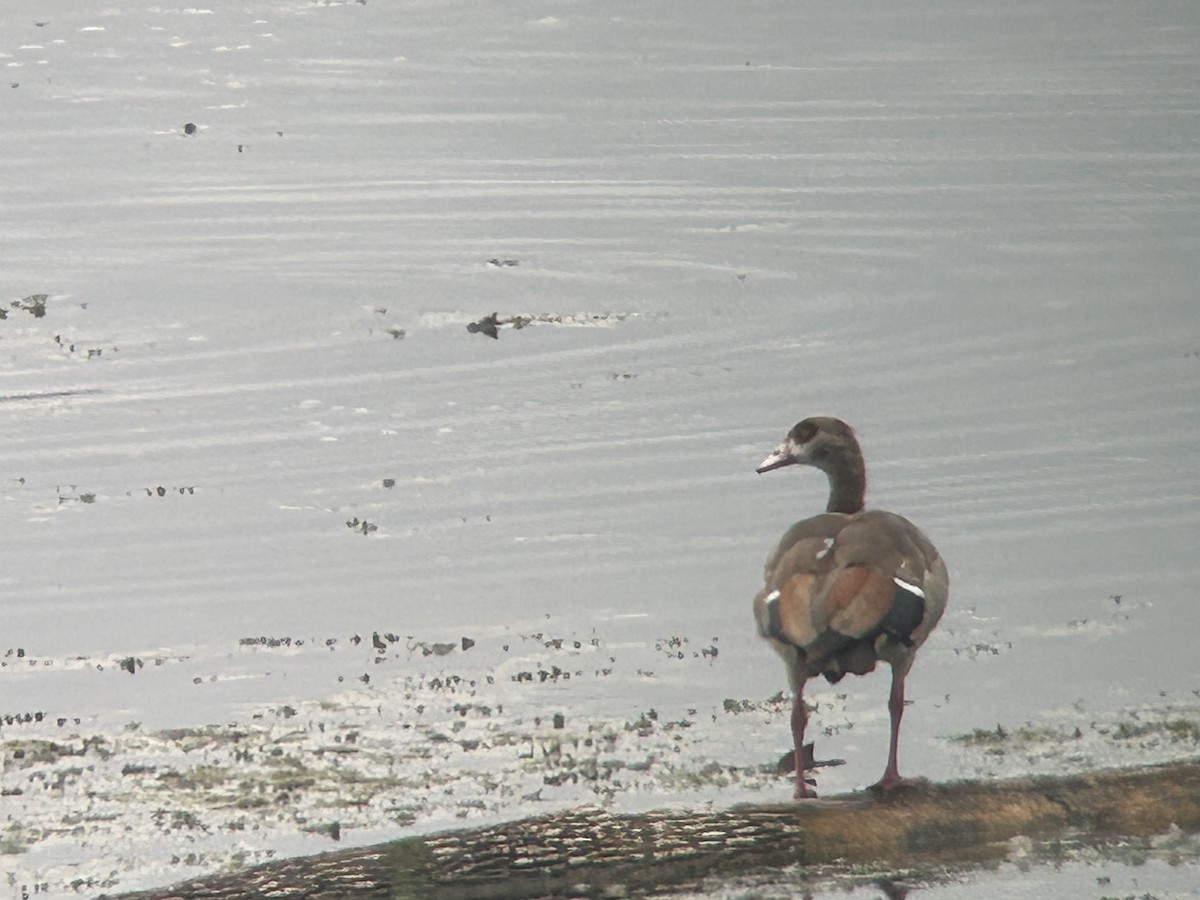 Egyptian Goose - ML641458435