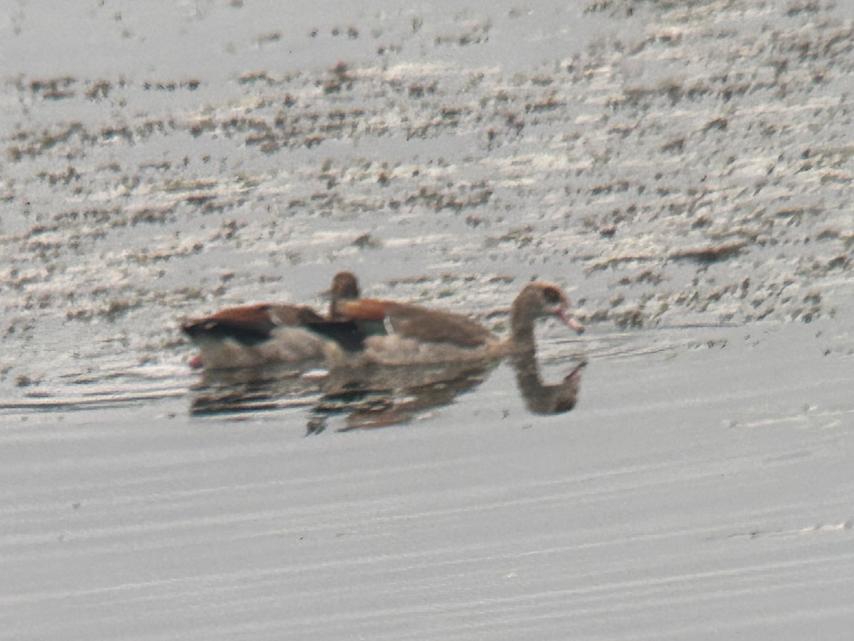 Egyptian Goose - ML641458436