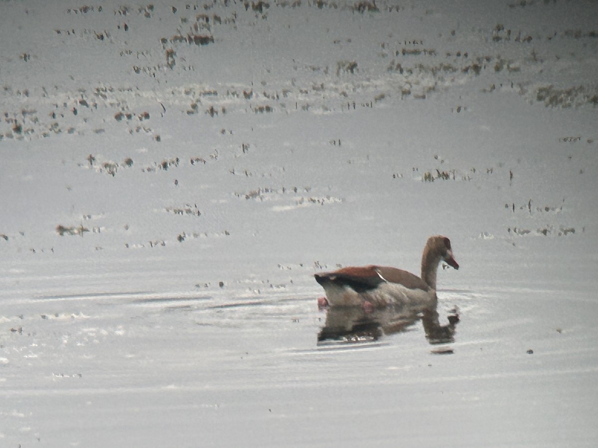 Egyptian Goose - ML641458437