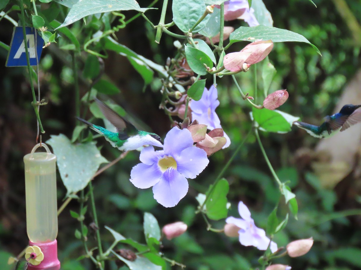Purple-crowned Fairy - ML641458496