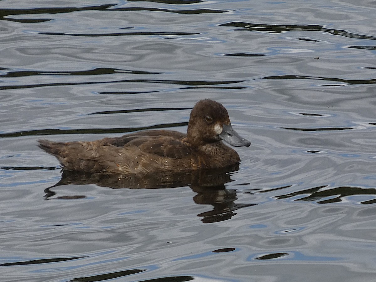 コスズガモ - ML641458518