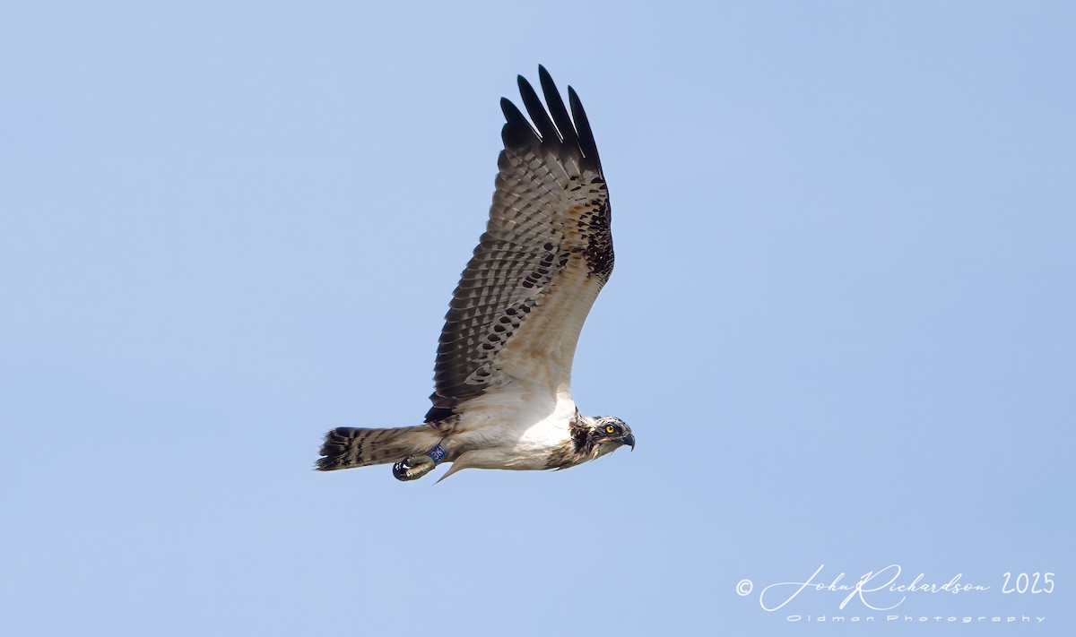 Osprey (Eurasian) - John George Richardson