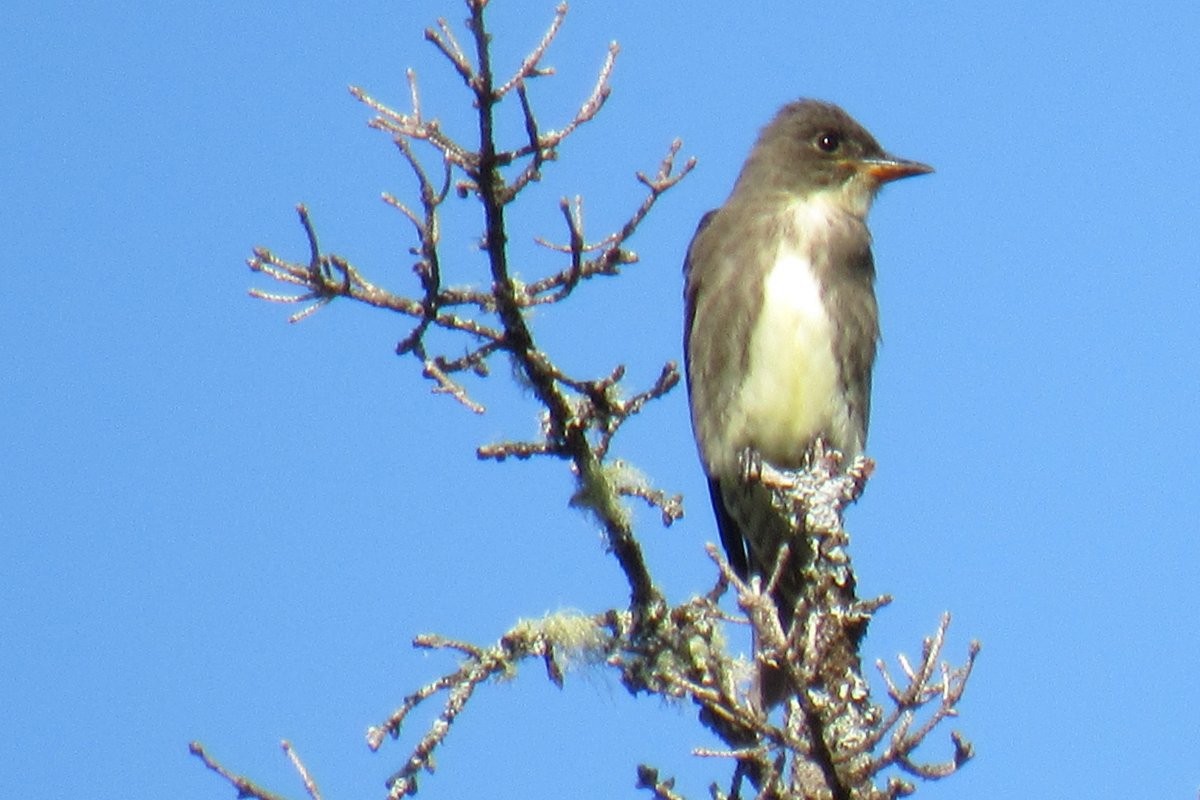 Olive-sided Flycatcher - ML641458537