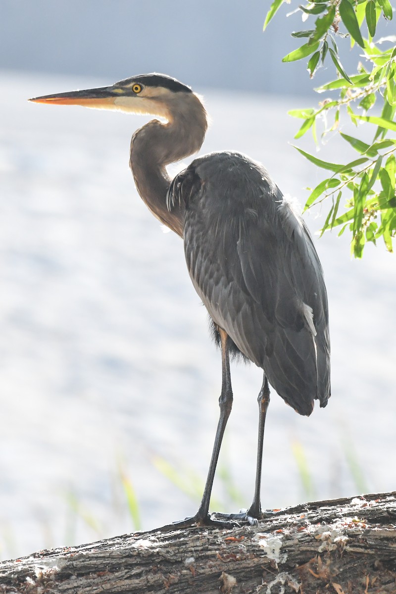 Great Blue Heron - ML641458562