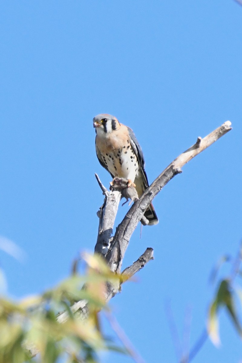 American Kestrel - ML641458568