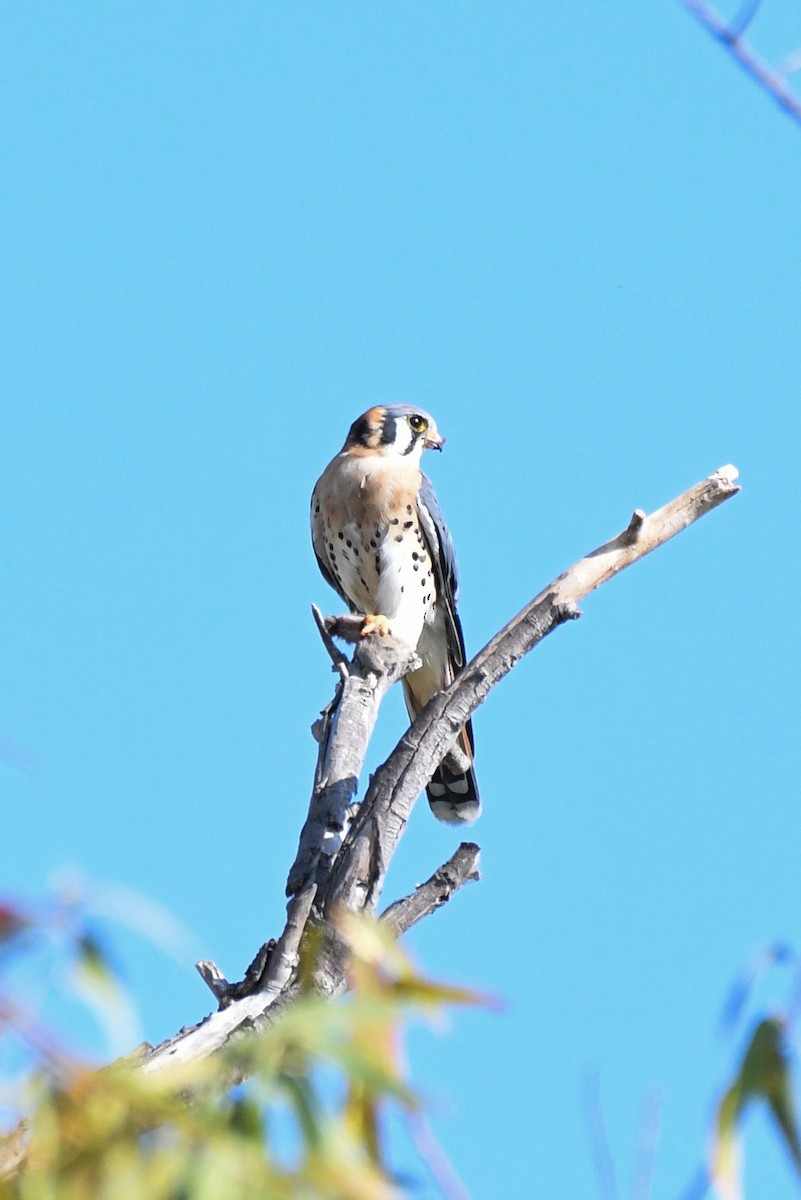 American Kestrel - ML641458569