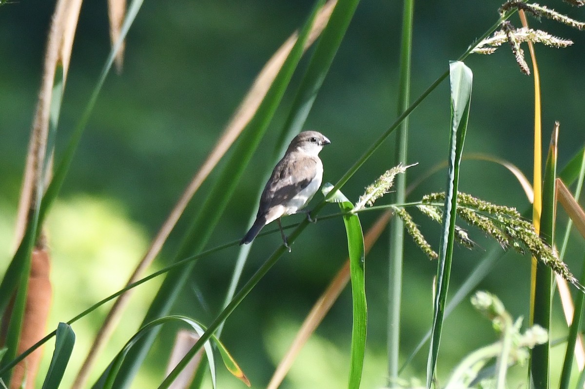 Pin-tailed Whydah - ML641458582