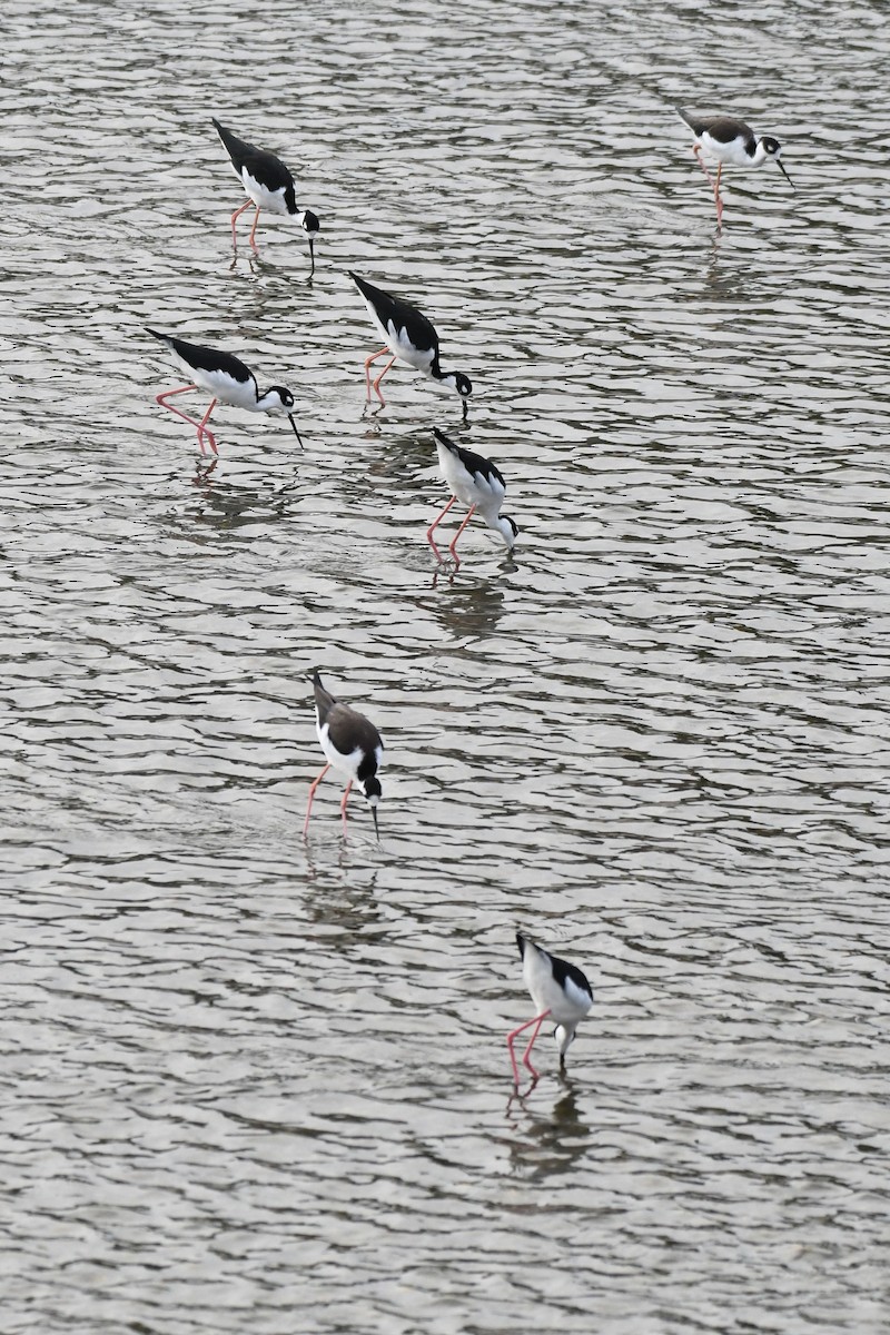 Black-necked Stilt - ML641458596