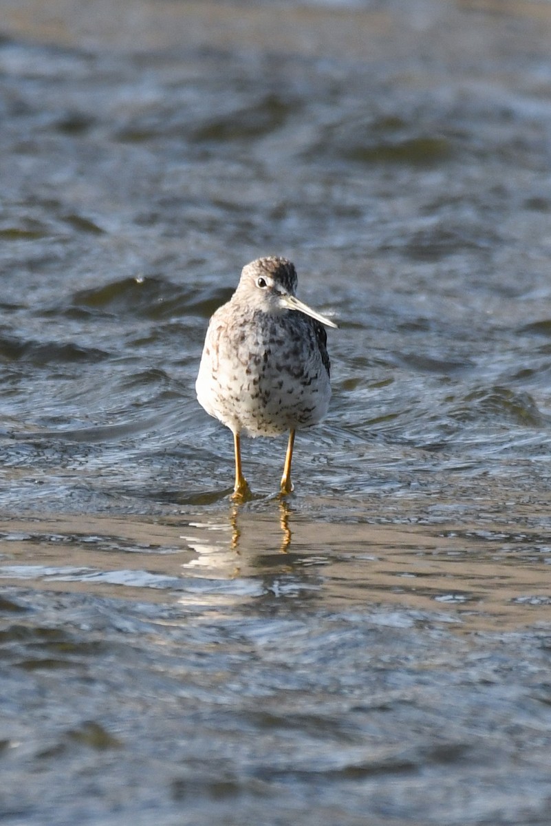 Greater Yellowlegs - ML641458602
