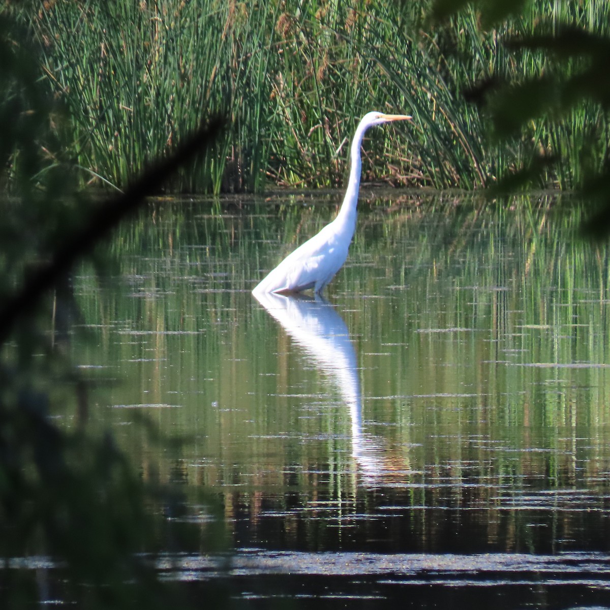 Цасч дэглий - ML641458604