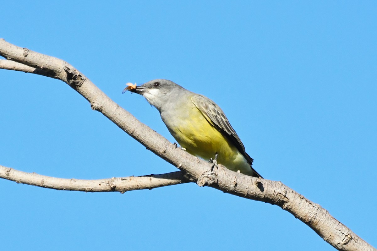 Cassin's Kingbird - ML641458611