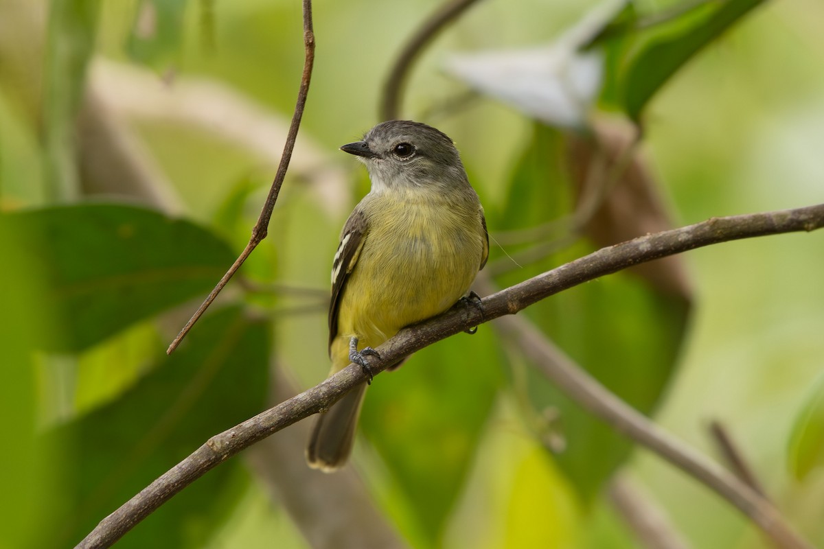 Yellow-crowned Tyrannulet - ML641458629