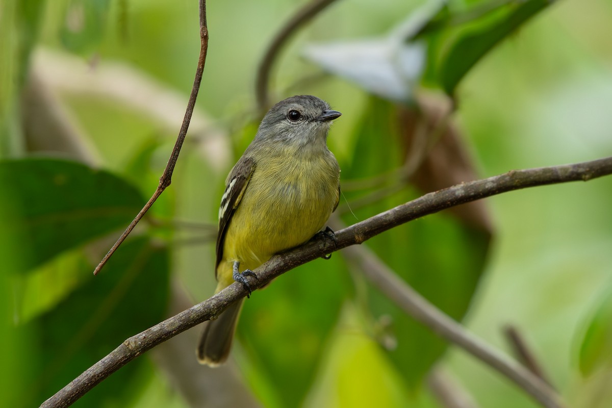 Yellow-crowned Tyrannulet - ML641458630