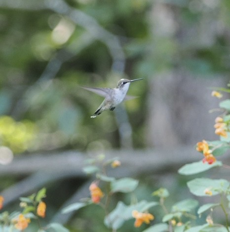 Ruby-throated Hummingbird - ML641458639