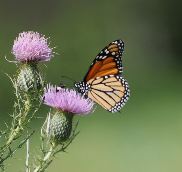 動物界 - ML641458645