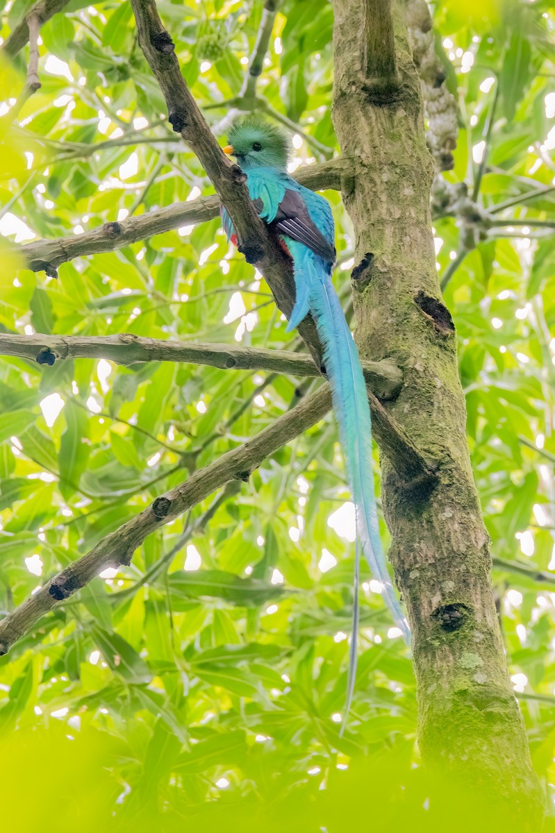 Quetzal resplendissant (mocinno) - ML641458653