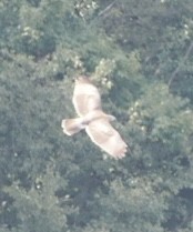 Red-tailed Hawk - ML641458663