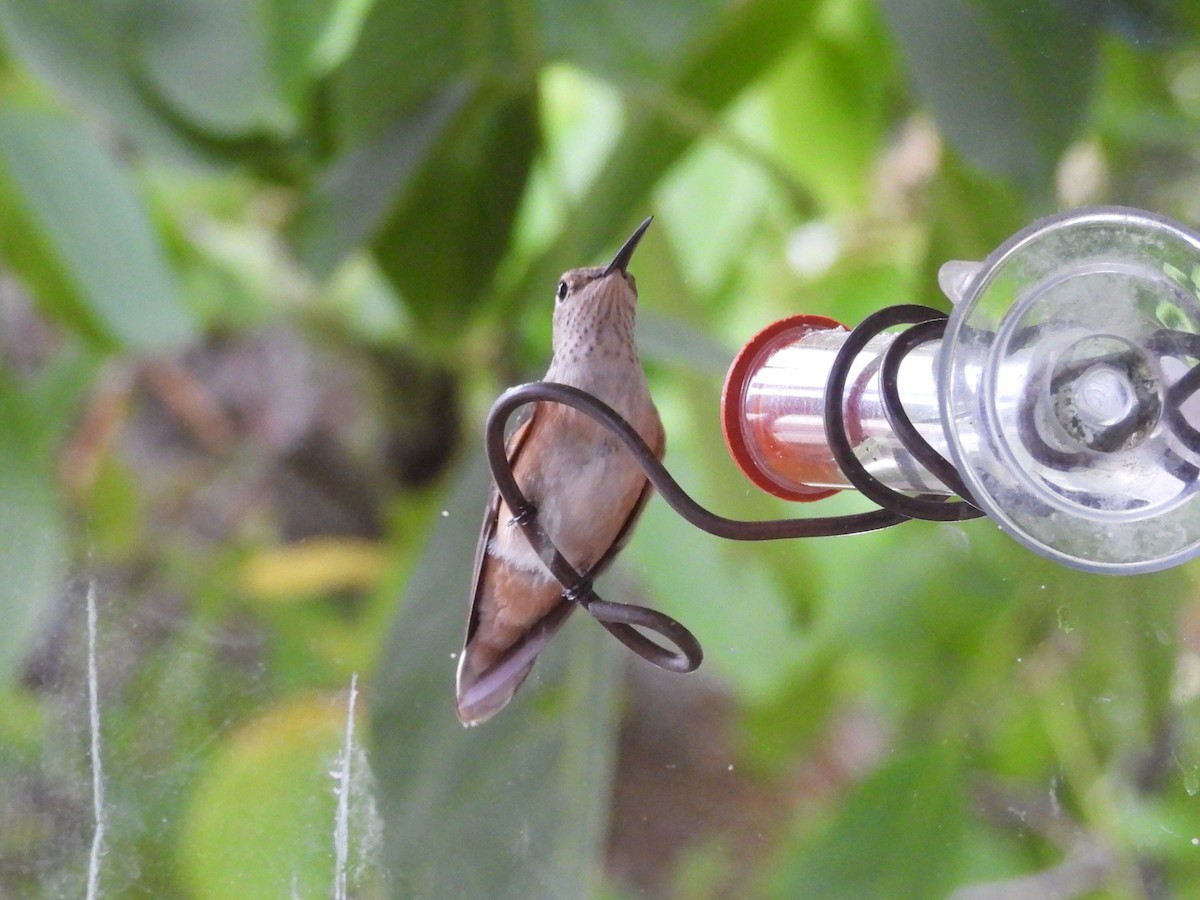 Broad-tailed Hummingbird - ML641458677