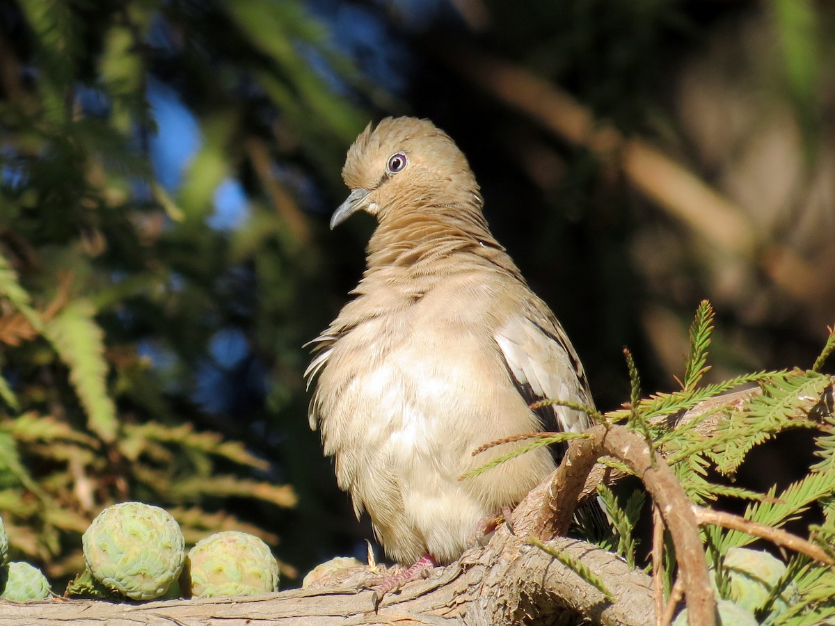 Picui Ground Dove - ML641458680