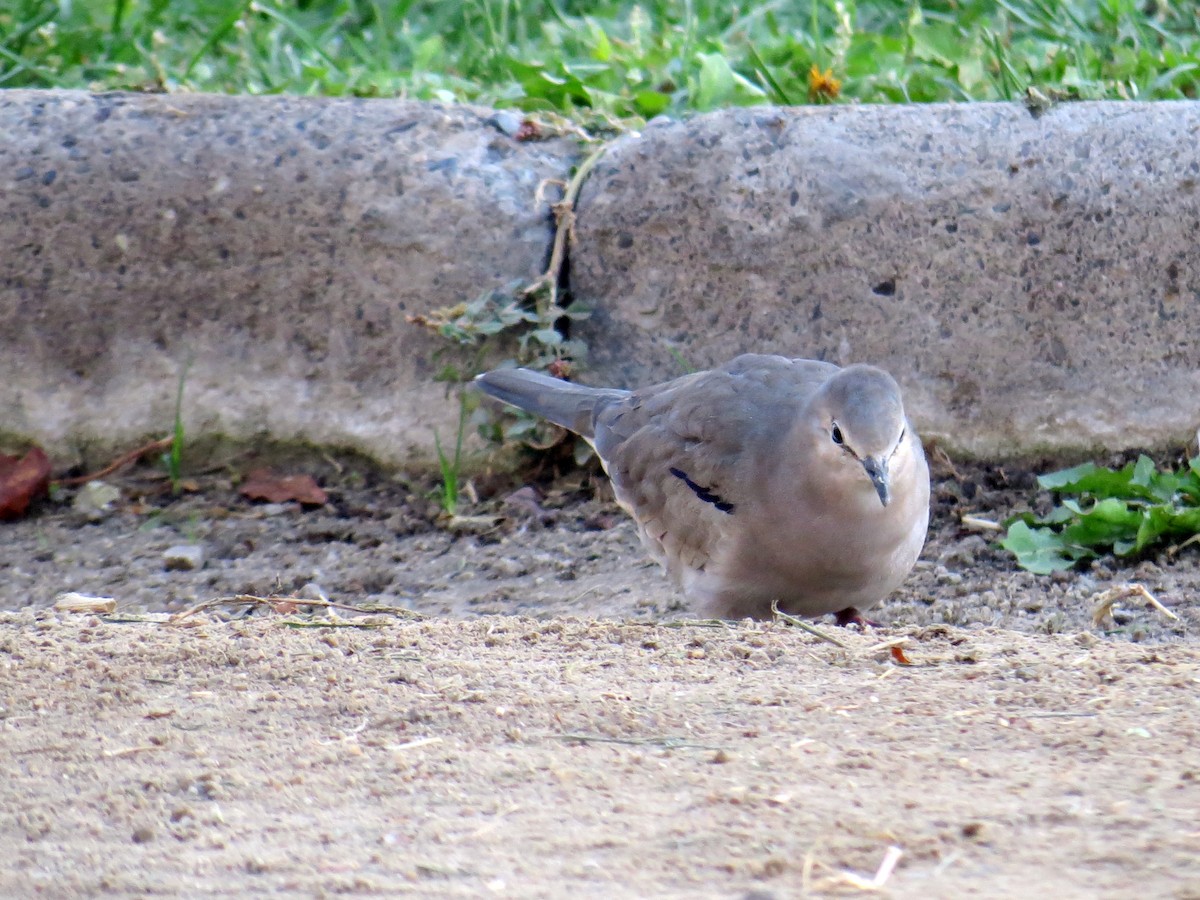 Picui Ground Dove - ML641458682
