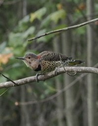 Northern Flicker - ML641458684