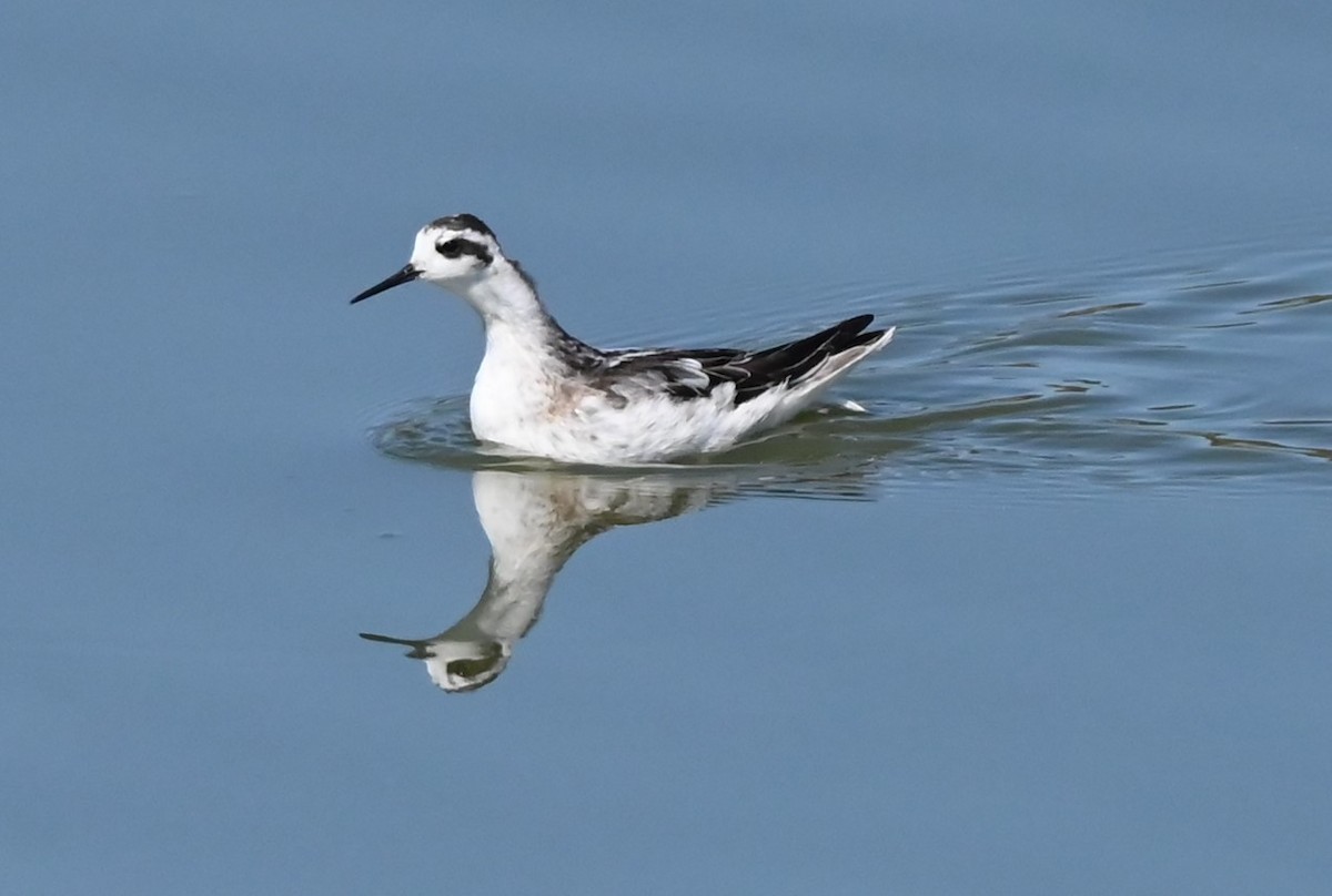 Red-necked Phalarope - ML641458701