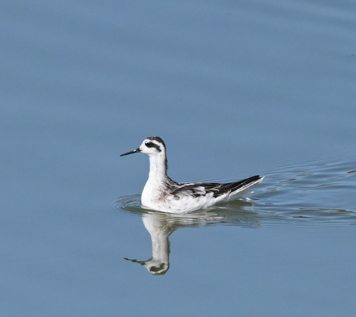 Red-necked Phalarope - ML641458702