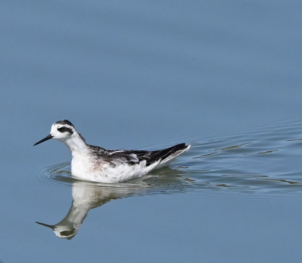 Red-necked Phalarope - ML641458703