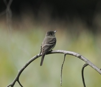 Eastern Wood-Pewee - ML641458704