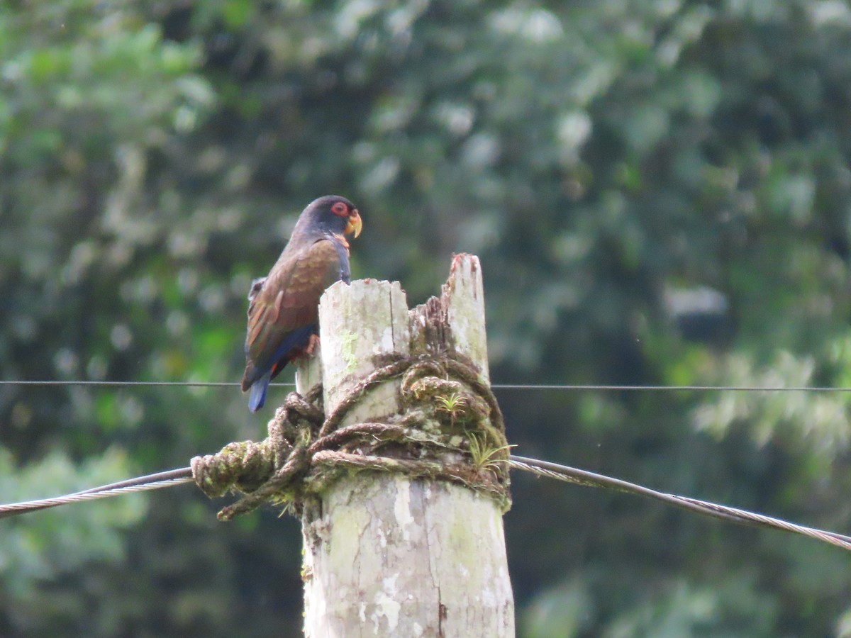Bronze-winged Parrot - ML641458705