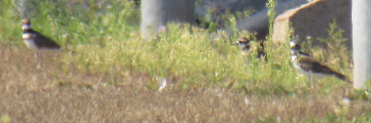Killdeer - ML641458718