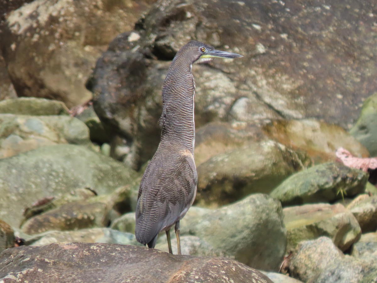 Fasciated Tiger-Heron - ML641458722