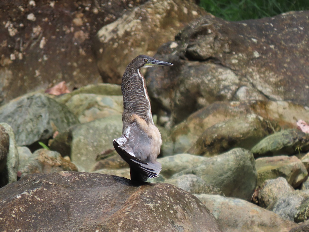 Fasciated Tiger-Heron - ML641458724