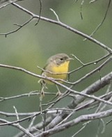 Common Yellowthroat - ML641458731