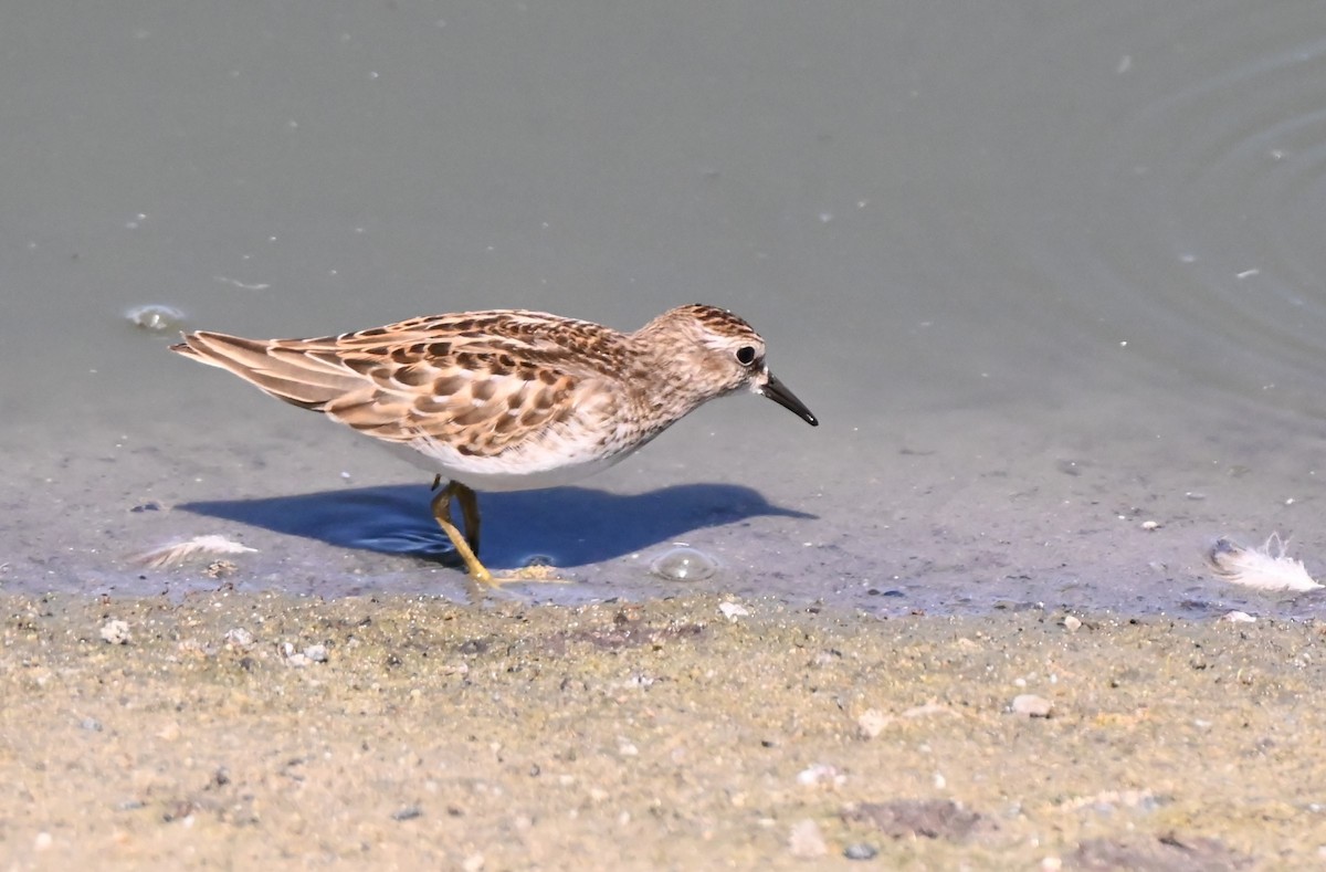 Least Sandpiper - ML641458740