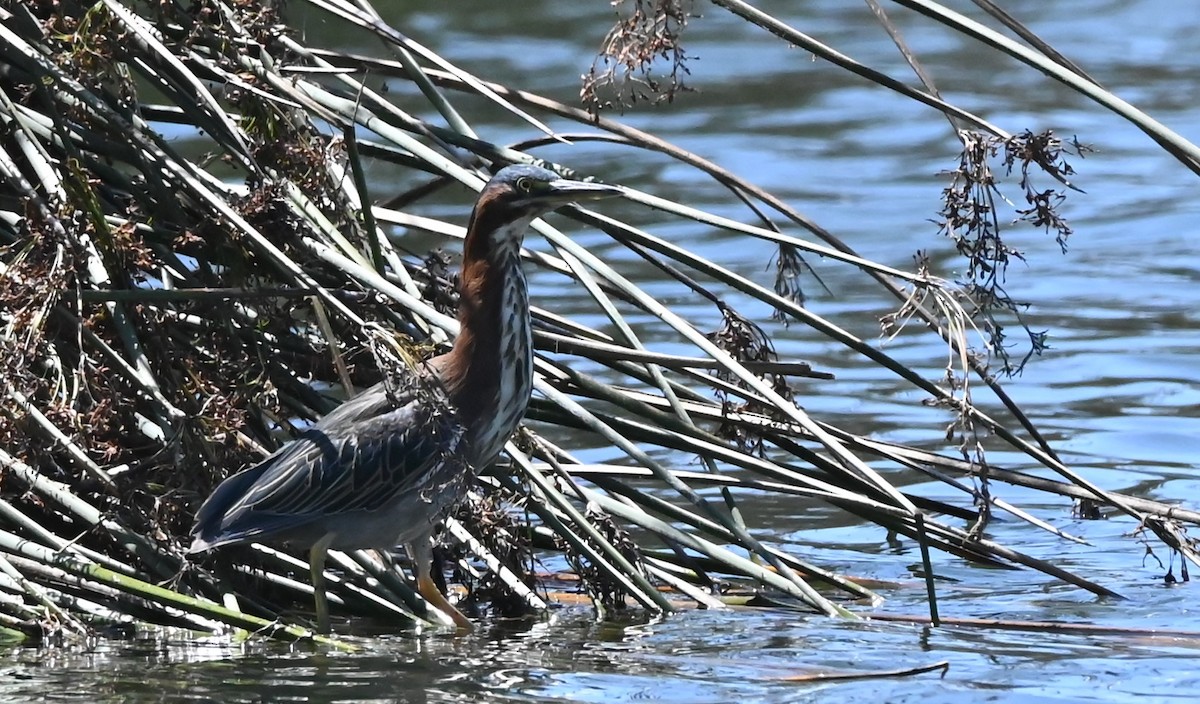 Green Heron - ML641458753