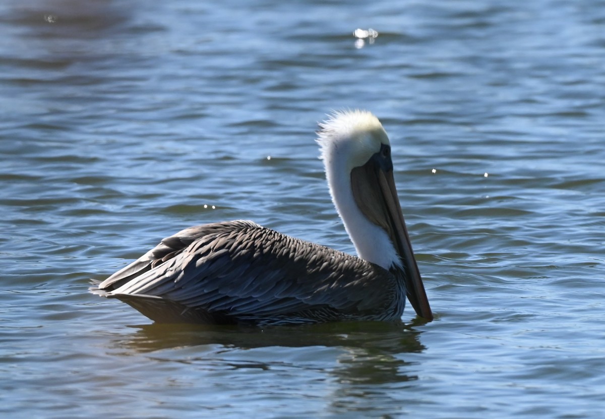 Brown Pelican - ML641458765