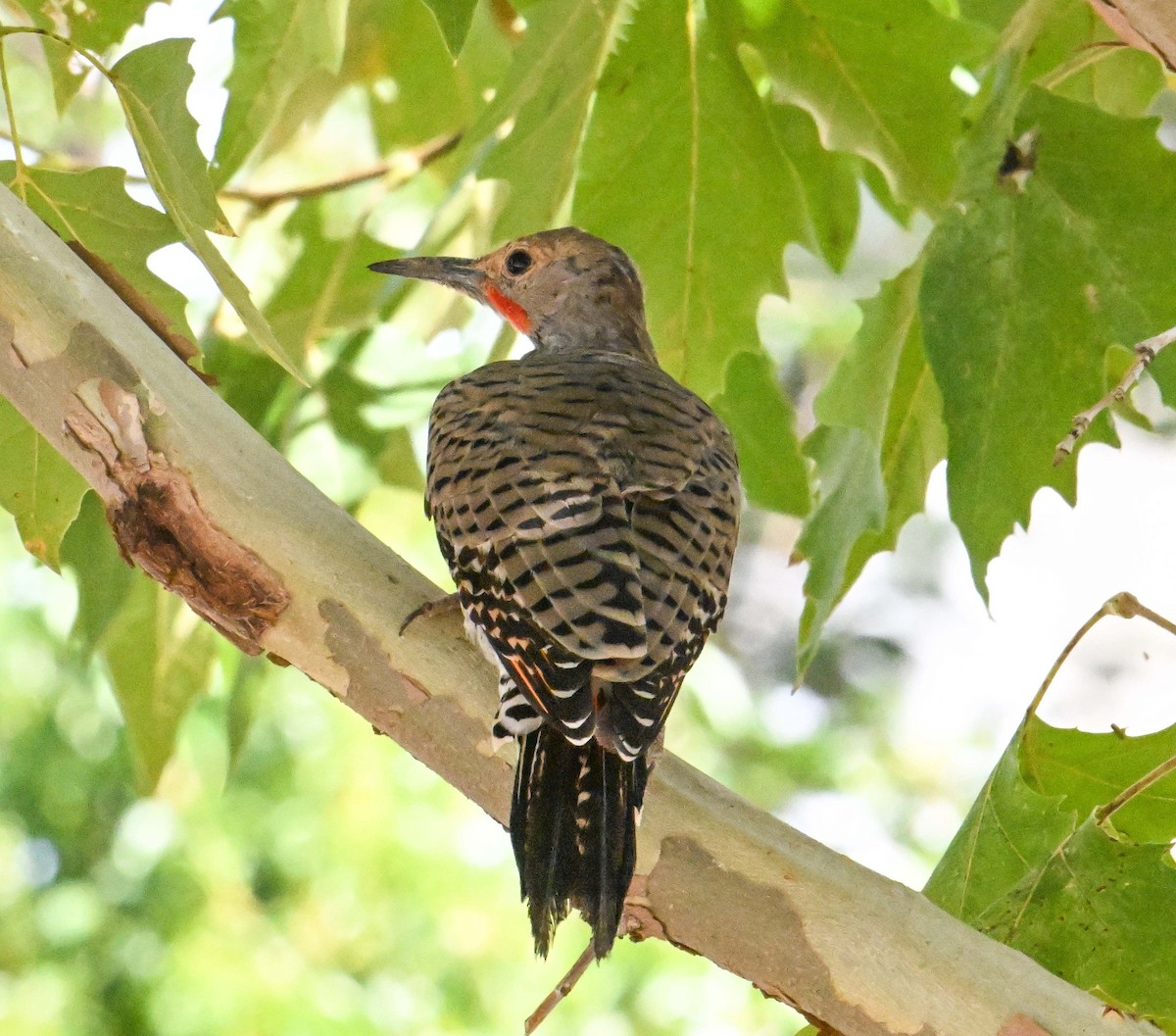 Gilded Flicker - ML641458773