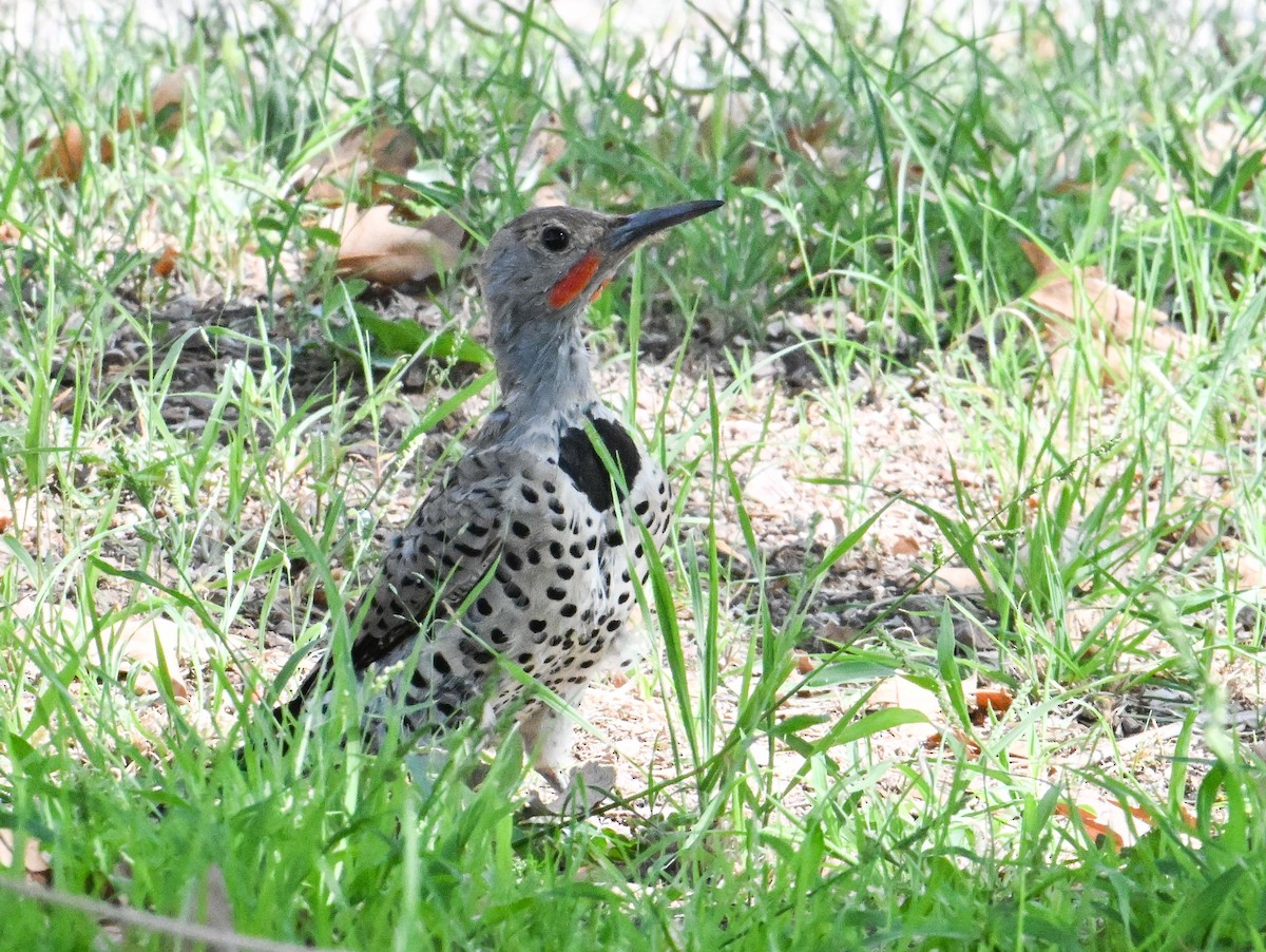 Gilded Flicker - ML641458797