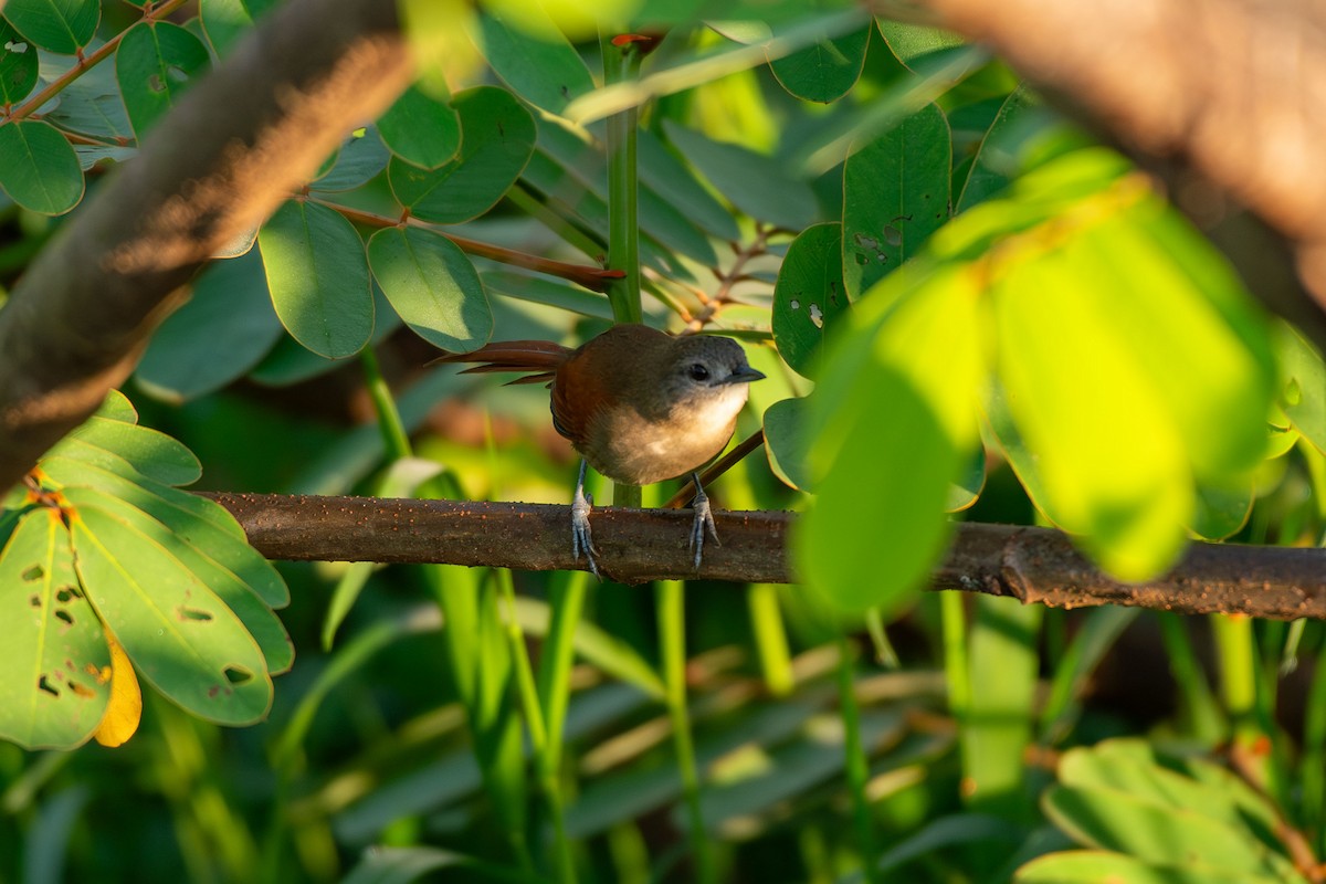 Plain-crowned Spinetail - ML641458813