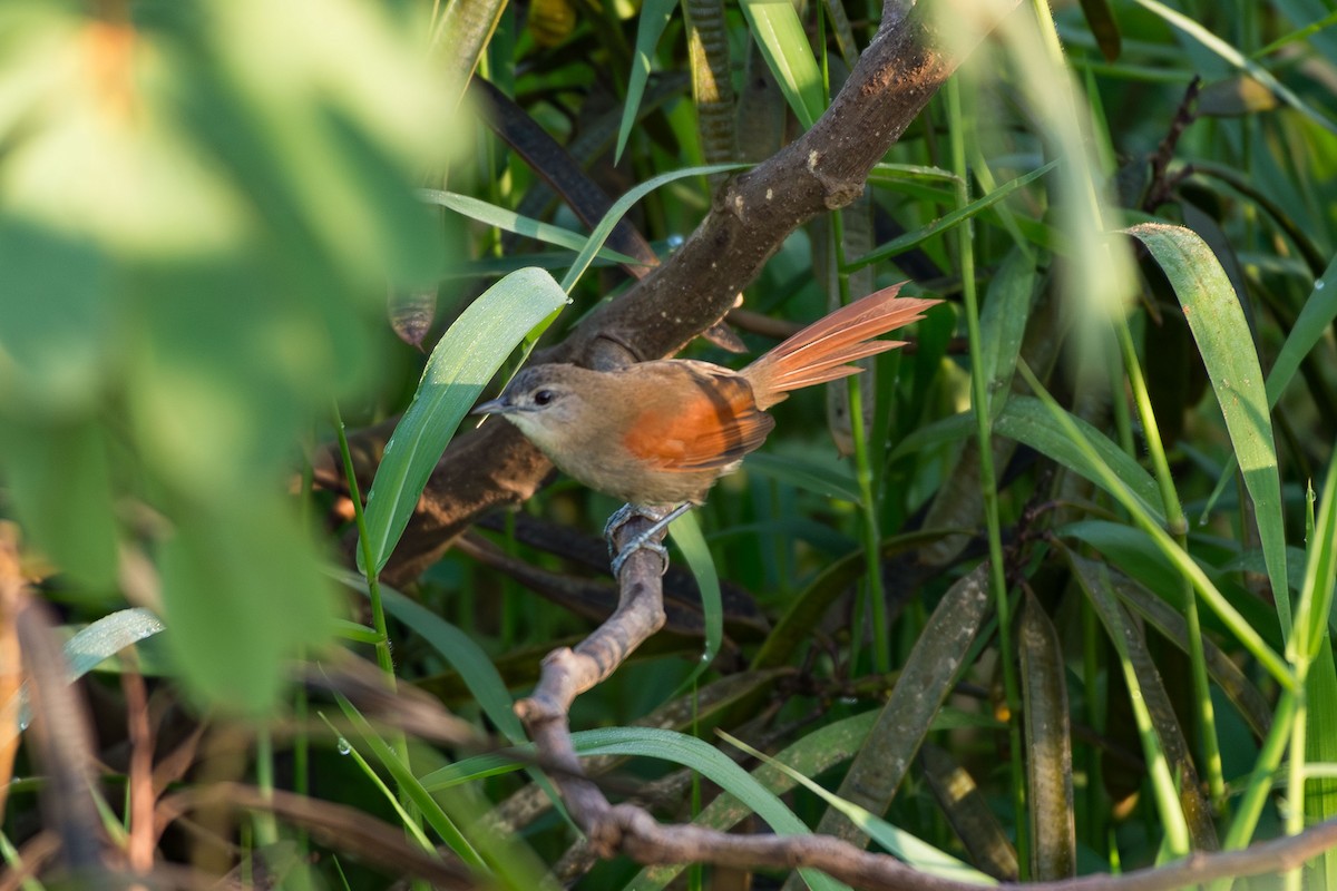 Plain-crowned Spinetail - ML641458814