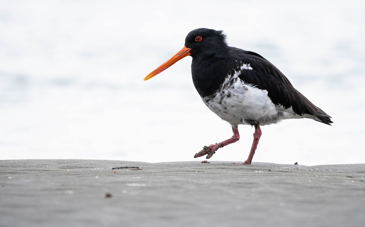 South Island x Variable Oystercatcher (hybrid) - ML641458847