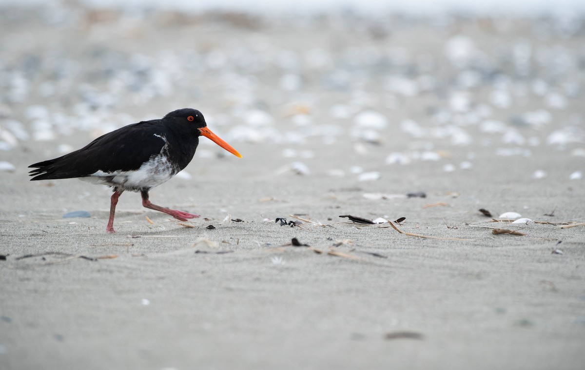 South Island x Variable Oystercatcher (hybrid) - ML641458850