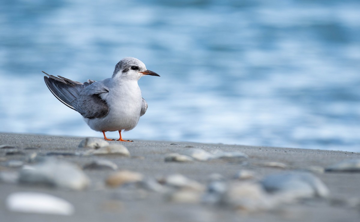 Black-fronted Tern - ML641458870