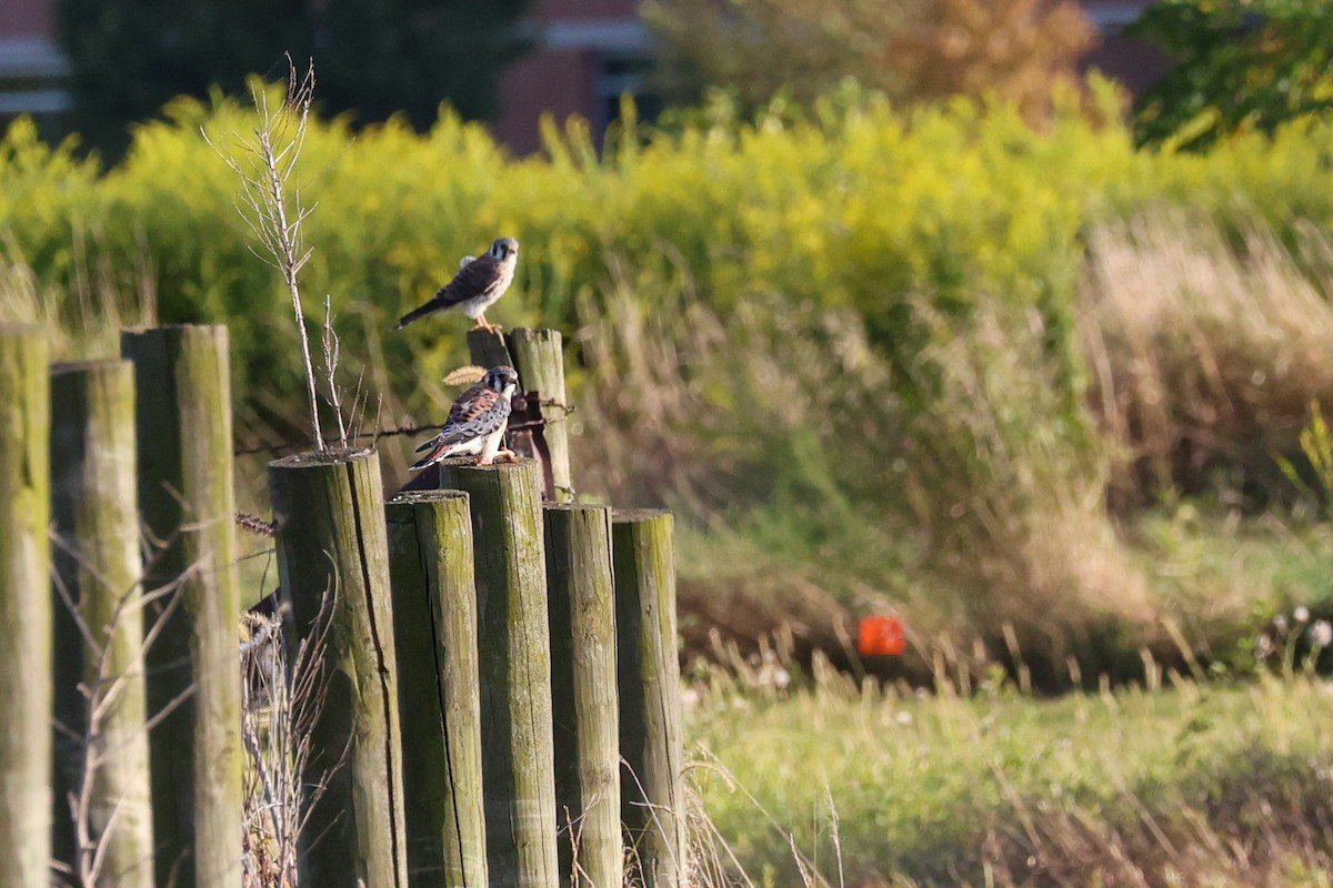 American Kestrel - ML641458876