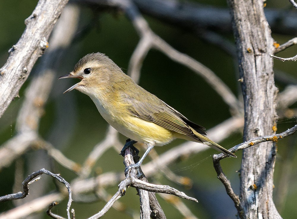Eastern Warbling Vireo - ML641458888