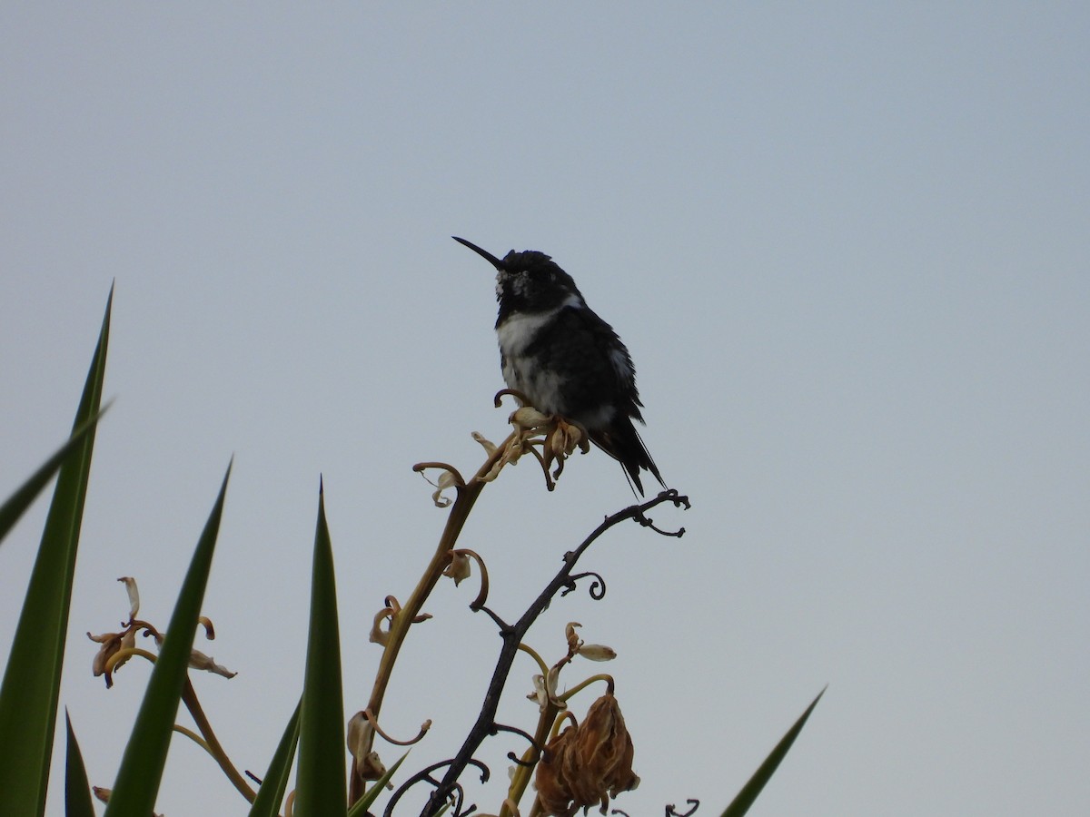 White-bellied Woodstar - ML641458913